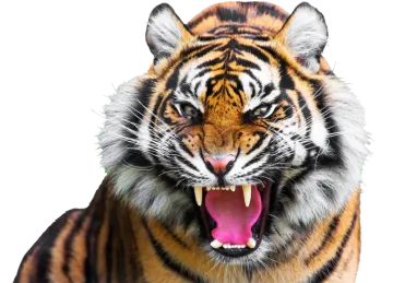 a close up of a tiger with its mouth open