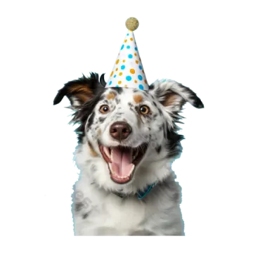 a dog with a party hat on its head