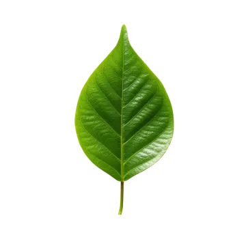 a green leaf on a white background