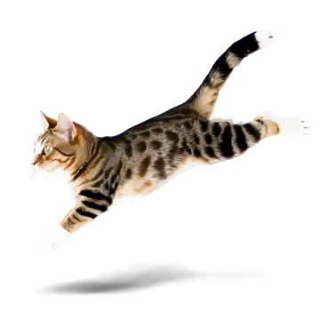 a cat jumping in the air on a white background