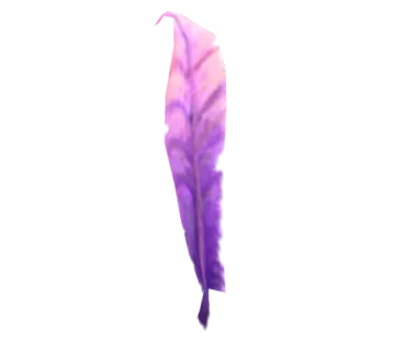 a purple feather on a white background