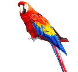 a colorful bird sitting on top of a tree branch