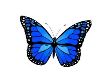 a blue butterfly on a white background