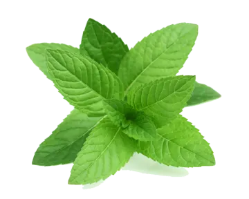 a green leaf on a white background