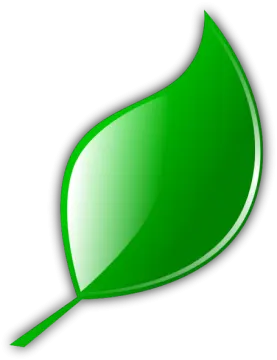 a green leaf on a white background