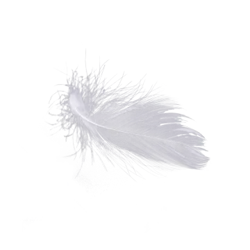a feather on a white background