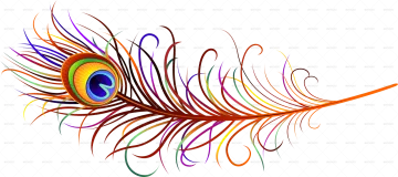 a colorful peacock feather on white background