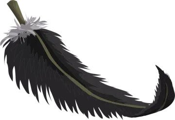 a black feather with white feathers on it
