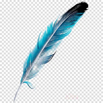 a blue feather on a transparent background