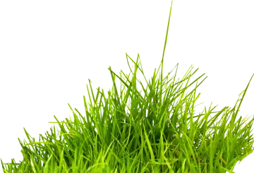 green grass on a white background