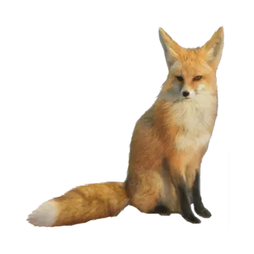 a red fox sitting on the ground