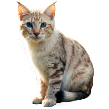 a cat with blue eyes sitting on the floor
