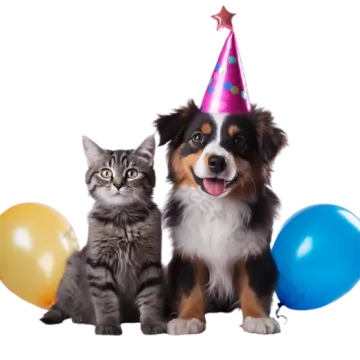 a cat and dog are sitting next to each other cats