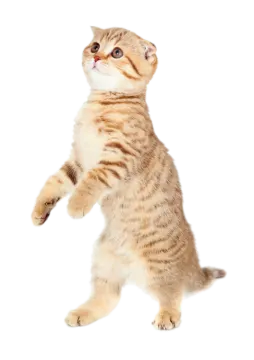 a small kitten standing on its hinds