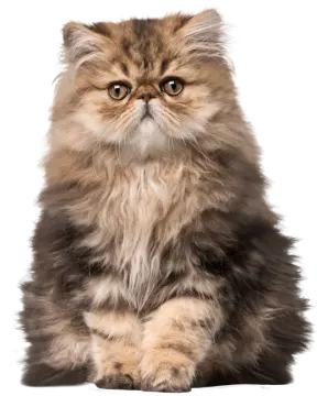 a fluffy cat sitting down looking at the camera