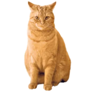 an orange cat sitting on a white surface