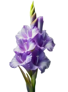 a purple flower on a white background