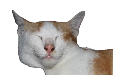 a close up of a cat's face on a white background