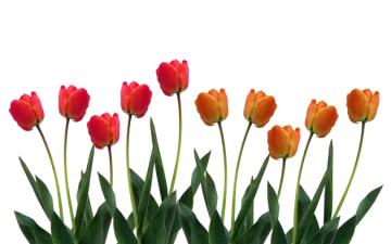 a bunch of red and yellow tulips