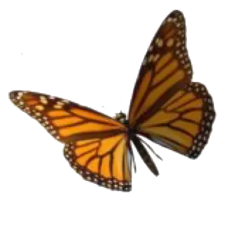 a monarch butterfly on a white background