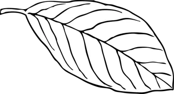 a black and white drawing of a leaf