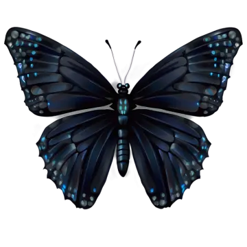 a black butterfly on a white background