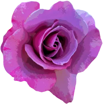 a pink rose on a white background