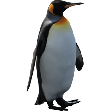 an image of a penguin on a white background