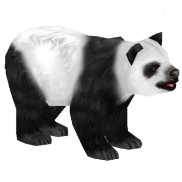 a panda bear with black and white fur