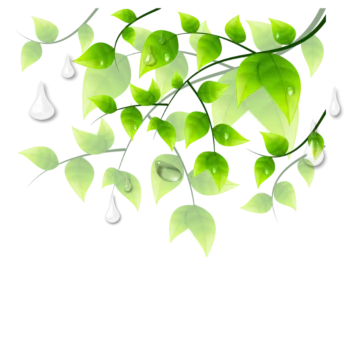 a branch with green leaves and water drops