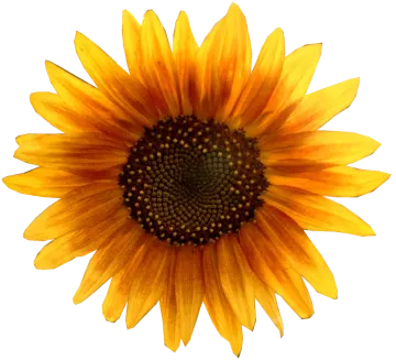 a yellow sunflower on a white background