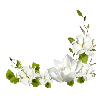 white flowers on a white background