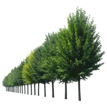 a row of trees on a white background