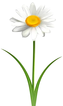 a white flower with yellow center