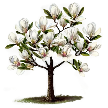 a tree with white flowers and green leaves