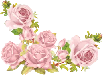 a bunch of pink roses with green leaves