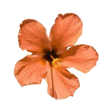 an orange flower on a white background