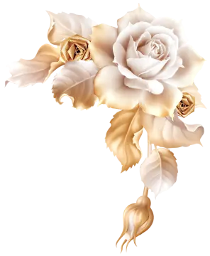a bouquet of white roses on a white background