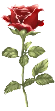 a red rose on a white background