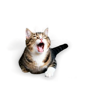 a cat with its mouth open sitting on the floor