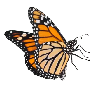 a monarch butterfly on a white background