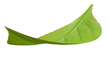 a green leaf on a white background