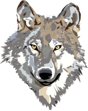 a drawing of a wolf's face