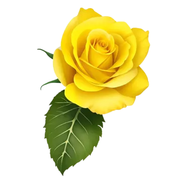 a yellow rose on a white background