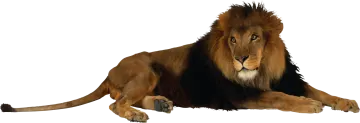 a lion laying down on the ground