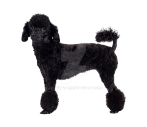 a black poodle dog standing on a white background
