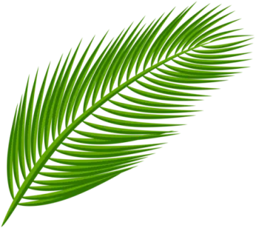 a palm leaf on a white background