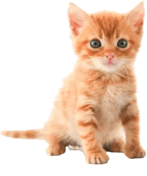 a small kitten sitting on top of a white surface