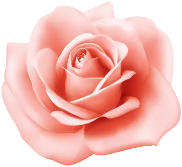a pink rose flower on a white background