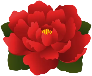 a red flower on a white background